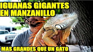 IGUANAS GIGANTESCAS EN MANZANILLO [upl. by Anoet]