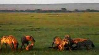 Hyenas eat wildebeest alive PART 2 [upl. by Renrut695]