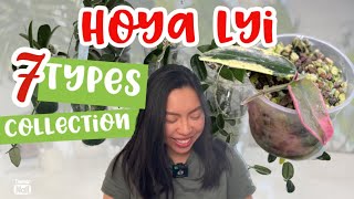 🌱HOYA LYI COLLECTION  7 Types  Hoya Comparison  Long Leaves  Hoya Lyi Prism  Care tips [upl. by Aznarepse]