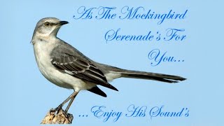 Northern Mockingbird Mimus polyglottos Singing at night June 29 2012 BEST [upl. by Virgina]