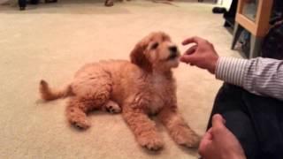 Goldendoodle F1B puppy  Angel at her 12 weeks She is a smart girl [upl. by Siocnarf]