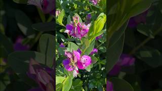 Polygala myrtifolia  Petite Butterfly Sweet Pea Plant Magenta color flowers [upl. by Assilac]