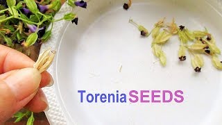 Pruning and Collecting Torenia Seeds [upl. by Eimareg]