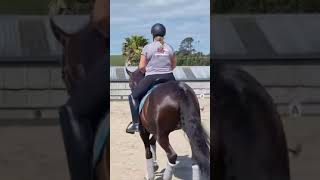 Fossick  NZ Warmblood gelding [upl. by Soirtimid]