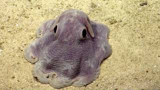 Dumbo Octopus in Action  Nautilus Live [upl. by Hippel]