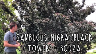 Sambucus nigra Black Tower  Oszlopos bordó levelű bodza [upl. by Holofernes]