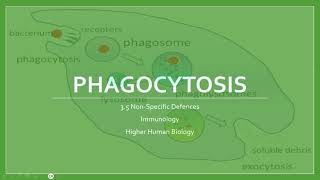 Phagocytosis [upl. by Adaurd85]