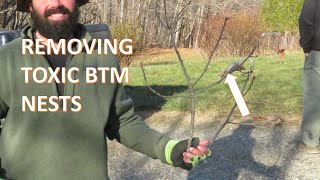 DeLeaves  Browntail Moth Nest Removal [upl. by Newel]