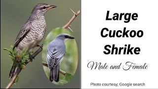 Large Cuckoo Shrike Male and female [upl. by Allicirp]