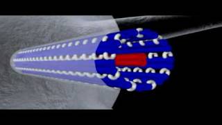 Cytoskeleton Microtubules  Cell Biology [upl. by Babbette]