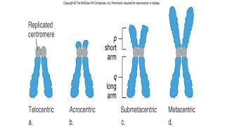 Karyotype and idiogram [upl. by Chandal]