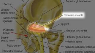 Pudendal Neuralgia Dr Aaron Filler  Spine amp Nerve Health [upl. by Ketty]