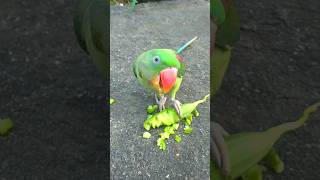 Village parrot eating janhi🤤 parrot alex parrottalking talkingparrot shortvideo [upl. by Lemal233]