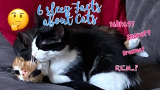 6 Sleep Facts about cats [upl. by Kared]