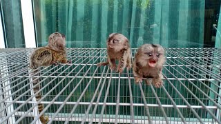 Cutest Tiny Marmoset Monkeys [upl. by Desberg699]