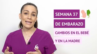 Semana 37 de embarazo 🤰 ¿Qué cambios hay en el bebé y en la madre [upl. by Joshua999]