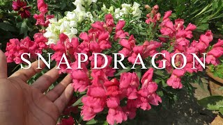 Growing Dwarf Snapdragon  Antirrhinum Plants Dwarf Snapdragon Antirrhinum majus Plant care [upl. by Sherline340]