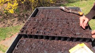 How to Plant Marigolds from Seeds [upl. by Deirdre103]