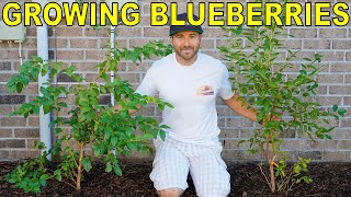 The BEST GUIDE To GROWING BLUEBERRY BUSHES On The Internet [upl. by Germann]