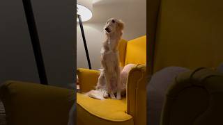 borzoi vs silken windhound part 2 dog borzoi silkenwindhound petsofyoutube voiceover satire [upl. by Itoyj]