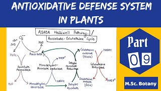 Antioxidative defense system in plants  Asada Halliwell Pathway [upl. by Ahsekram493]