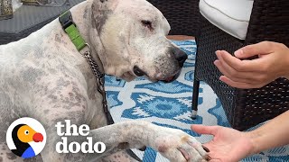 Watch The TearJerking Moment This Dog Meets His New Mom  The Dodo Adoption Day [upl. by Rici]