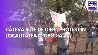 Proteste ale oierilor în localitatea Clopodia județul SIbiu la AgroJurnal Digi24 [upl. by Arlan677]