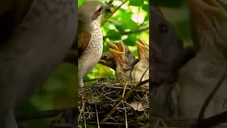 Brown shrike الصرد البني [upl. by Ordway6]