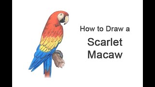 How to Draw a Macaw Scarlet Macaw [upl. by Ebenezer533]