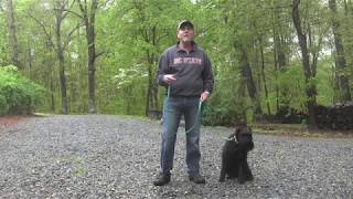 Standard Schnauzer Dog Training Winston Salem NC  Ollie [upl. by Nosro764]