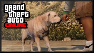 GTA 5 PS4  LEAKED Pet DLC In GTA V  GTA 5 Online Gameplay [upl. by Jannel]