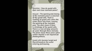 How do guard cells open and close stomatal pores [upl. by Stonwin351]