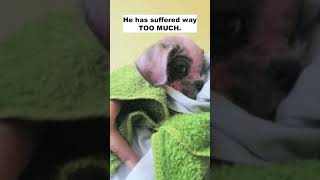 Neglected puppy suffers from multiple diseases needs your prayers [upl. by Gnidleif]