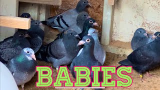 Racing Pigeon Breeding progress 2024 [upl. by Edahsalof]