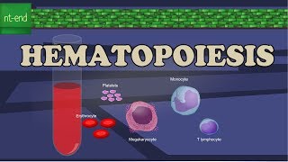 HEMATOPOIESIS or HEMOPOIESIS [upl. by Tomkins]