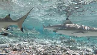 Sharks of Fakarava Atoll [upl. by Nymzaj]