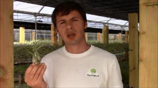 Tillandsia caputmedusae Planta Brutt video 23 English [upl. by Aihseken]