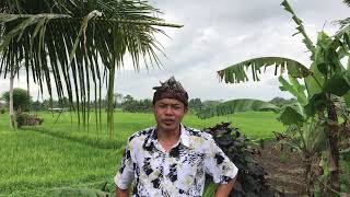 Wayan from Spirit Bali Driver Ubud Tours amp Bali Guides [upl. by Chouest]