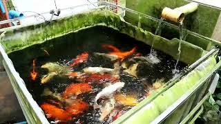 koi amp tilapia IBC tank [upl. by Marchak]