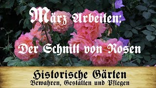 Arbeiten im März Der Schnitt von Rosen Strauchrosen Kletterrosen Wildrosen und Stammrosen [upl. by Eibbor]