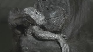 Orangutan birth captured live on camera at Durrell [upl. by Venita]