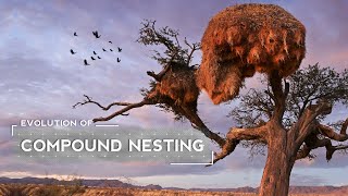 How Weaver Birds Evolved to Build Huge Nests [upl. by Merola166]