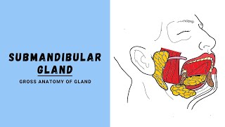 Submandibular Salivary Gland Anatomy [upl. by Xino]