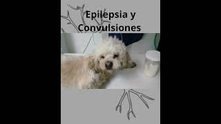 Convulsiones en Perros Neurología Veterinaria [upl. by Odnama]