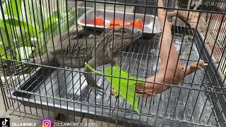 DIKASIH IGUANA LANGKA SAMA SUBSCRIBERS PENGGANTI JOKO [upl. by Mitzl]