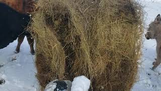 Unrolling hay with 4 wheeler [upl. by Nogas]