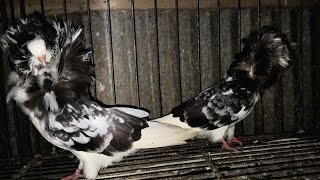 pigeon farm Bangladesh [upl. by Cohleen]