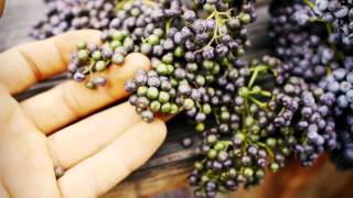 How to Eat Elderberries [upl. by Robbie]