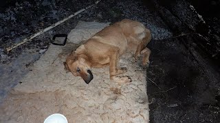 20 grados el perro yacía inmóvil y temblando de frío con muchas heridas en el cuerpo [upl. by Hofstetter59]