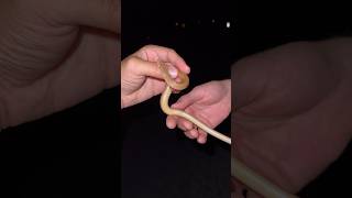 Legless Lizard In Australia [upl. by Mccurdy]